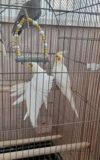سه قطعه عروس هلندی