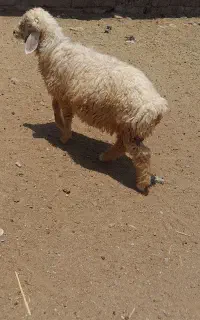بره نر معامله با بز یا بره ماده یا میش ماده