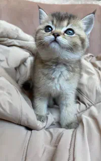 گربه بریتیش بلک گلد