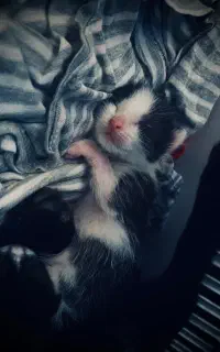 واگذاری بچه گربه