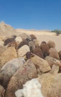 گوسفند داشتی ابستن سنگین..مالچه..