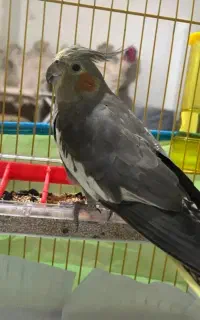 عروس ماده معاوضه با نر