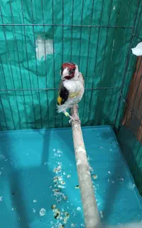 سهره نر بهاره. قناری