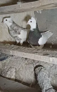 کفتر پرش