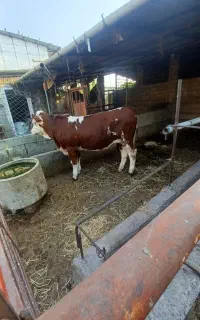 تلسه سیمنتال درجه یک