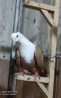 مخمل ماده زرد  خال دار