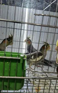 عروس هلندی و مرغ عشق انگلیسی