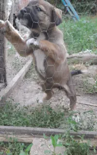توله عراقی ماده