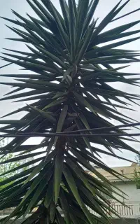 گل طبیعی