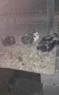 کبوتر بدرنگ  پلاکی
