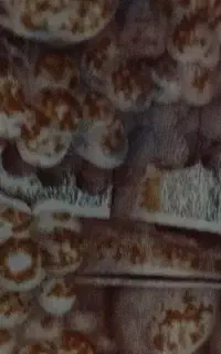 کاور اشپزخانه