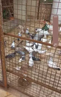 کبوتر