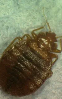 سمپاشی ،ساس،موریانه غیره