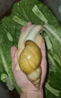 حلزون خوشکل و شیطون