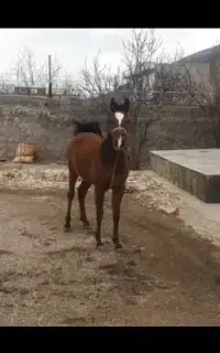 اسب  پر خون  اصیل