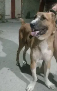 سگ افغان