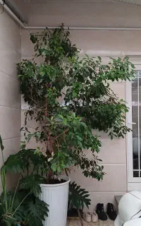 درختچه بنجامین ابلق دورنگ