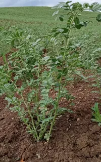 نیازمندی چند خانواده
