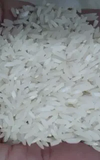 فروش برنج هاشمی
