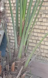 نهال برحی