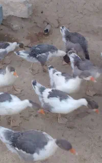 ۱۶ عدد جوجه غاز درشت درشت