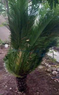 سیکاس بسیار زیبا