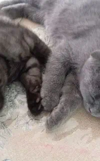 توله گربه اسکاتیش بریتیش خرسی