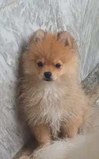 پامرین خرسی جنسیت نر