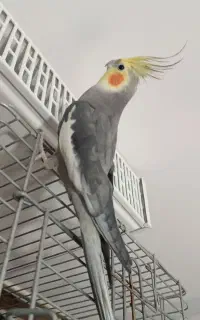عروس هلندی نر بالغ