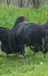 جوجه نژاد استرالیایی با تخم گذاری بالا
