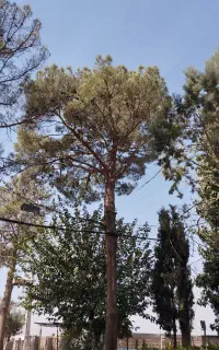 خدمات کشاورزی