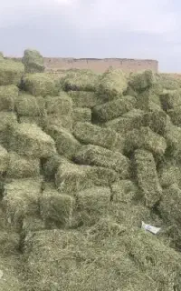 فروش یونجه
