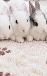 خرگوش