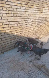 بوقلمون محلی