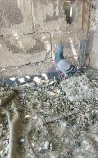 ماده سبز
