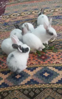 خرگوش گوگولی