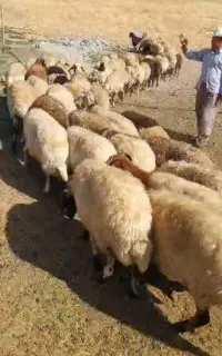 گوسفند سفید جوان . آبستن
