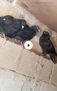کفتر