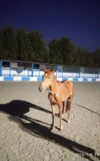 اسب یورقه