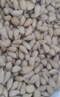 بادام باپوس تر