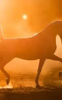 خرید و فروش اسب نریان