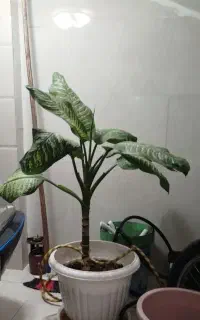 گل دیفن