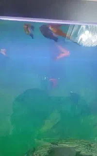 ماهی گیاهخوار