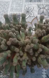 کاکتوس