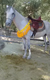 مادیون