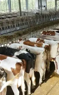 استخدام برای گاوداری
