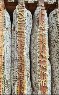 عسل طبیعی باخواص دارویی برگفته ازگیاهان