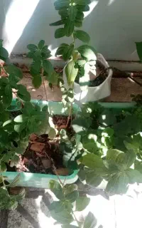 گلهای زیبا