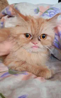 گربه پرشین فلت