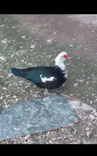 فروش یدونه اردک اسراییلی ماده و دو تا محلی نر